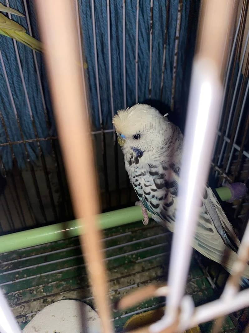 Budgies healthy and actice mashallah 7
