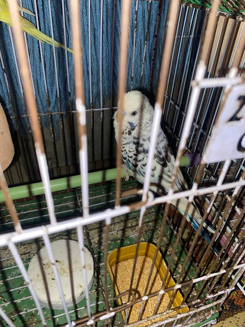Budgies healthy and actice mashallah 8