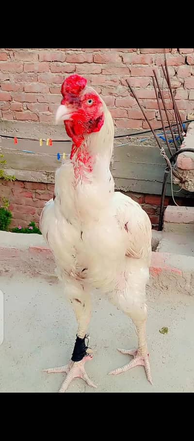 white murga for sale
