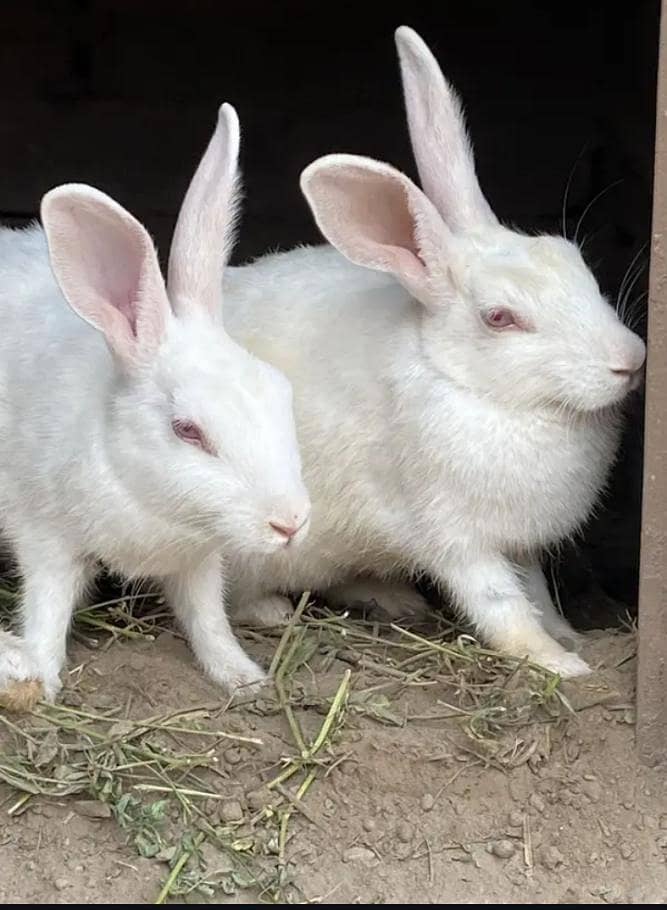 breeder pair 0