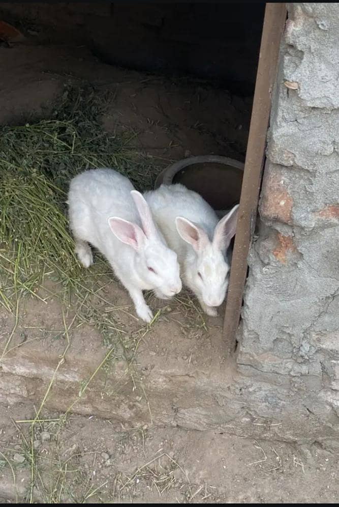 breeder pair 1