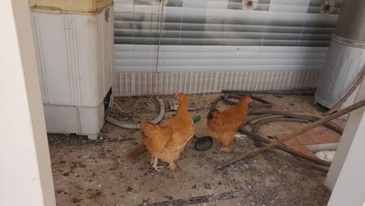 Golden Buff For sale