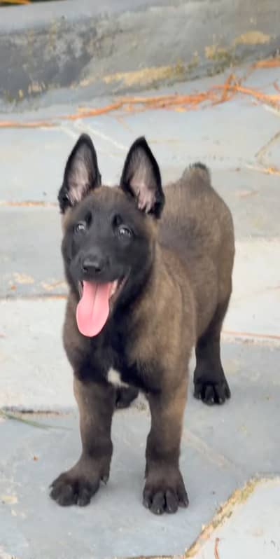 Belgium Malinois puppies pedigreed available for import