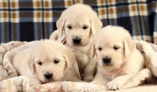 American Pure Golden Retriever puppies Pedigreed available for import