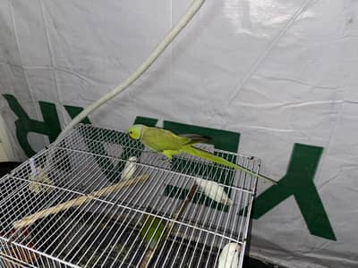 green male