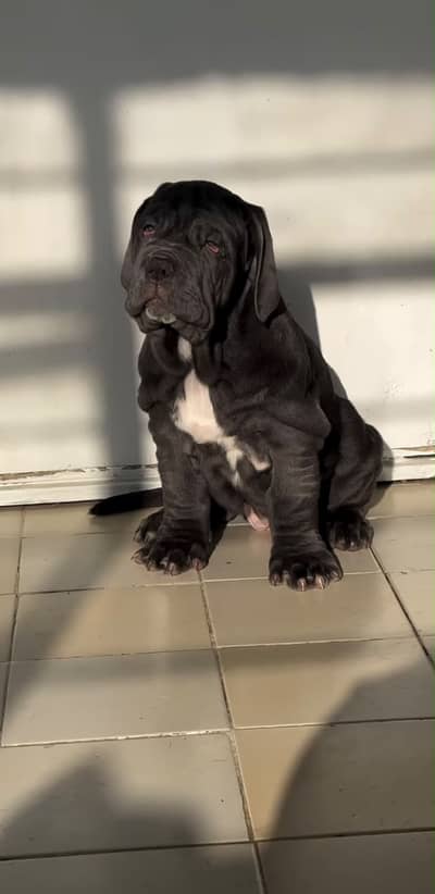 Neopolitan Mastiff Puppies pedigreed available for import only