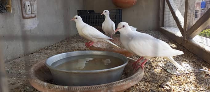 white red eye faakhta