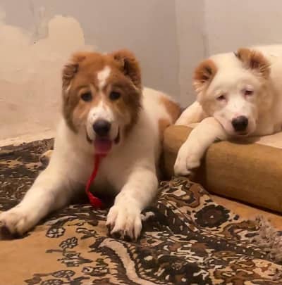 Central Asian Shepherd puppies Available for import