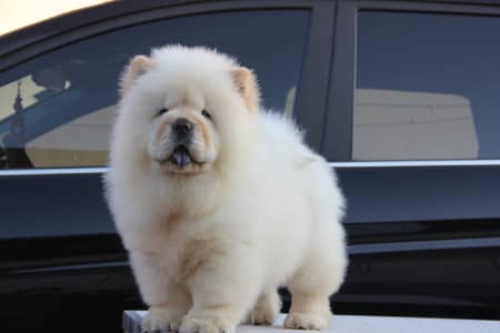 Chow Chow Pedigreed champion bloodline available for import