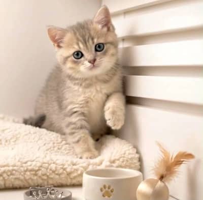 British Shorthair kittens pedigreed available for Import