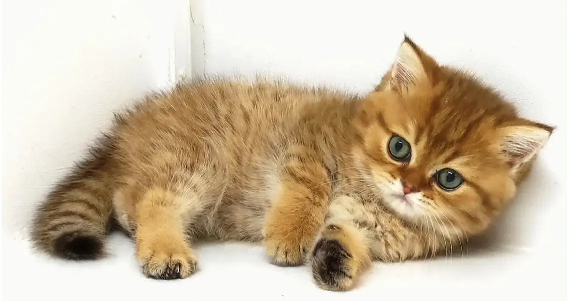 British Shorthair kittens pedigreed available for Import — photo 2