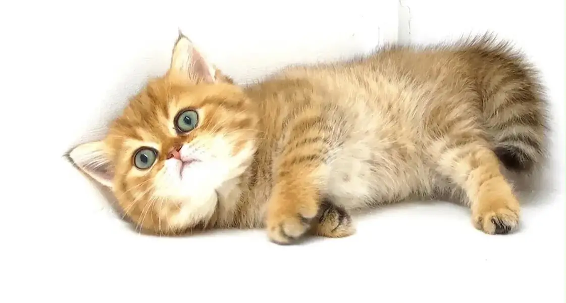 British Shorthair kittens pedigreed available for Import — photo 3