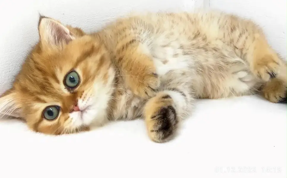 British Shorthair kittens pedigreed available for Import — photo 4