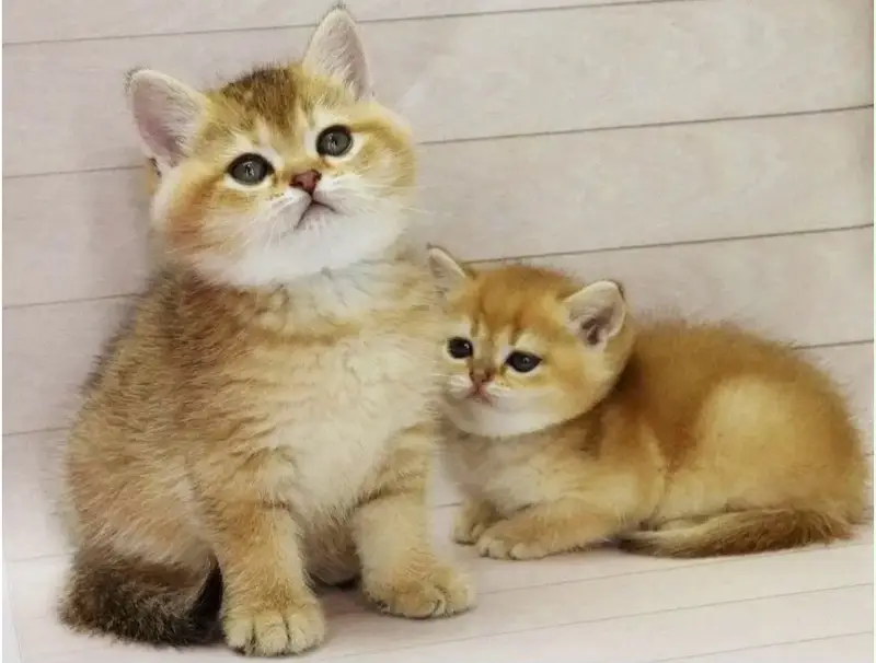British Shorthair kittens pedigreed available for Import — photo 5