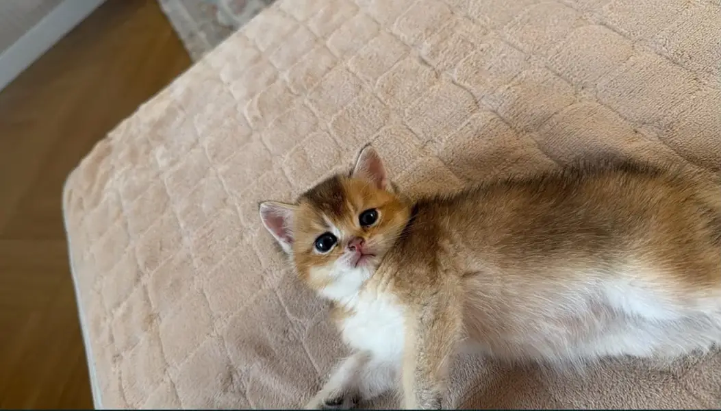 British Shorthair kittens pedigreed available for Import — photo 6