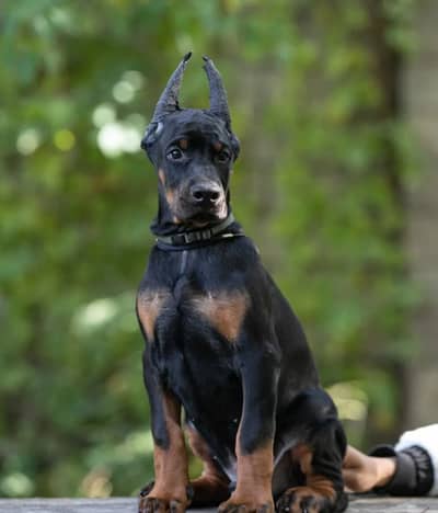 European Doberman pedigreed champion bloodline available for import