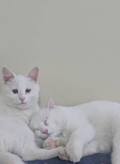 parsian cat complete family mother father 3 babies