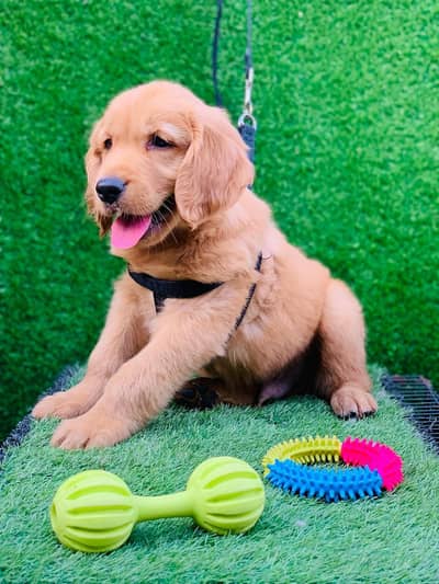 Top Quality Golden Retriever Puppy Available