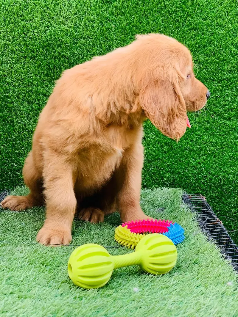 Top Quality Golden Retriever Puppy Available — photo 2