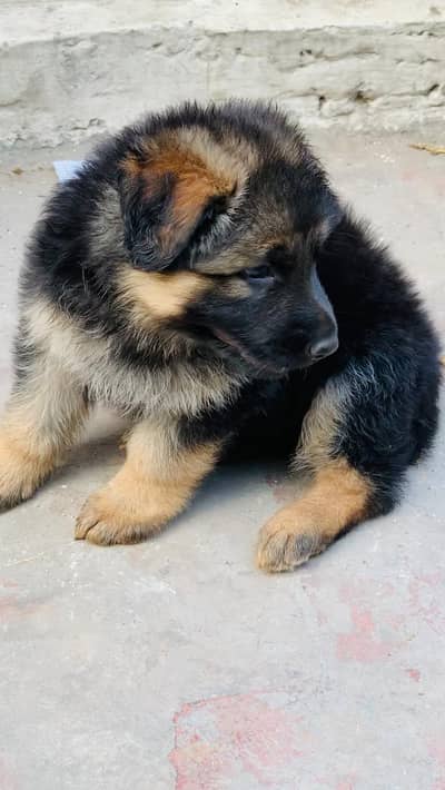 German shepherd Long Hair Puppy Available