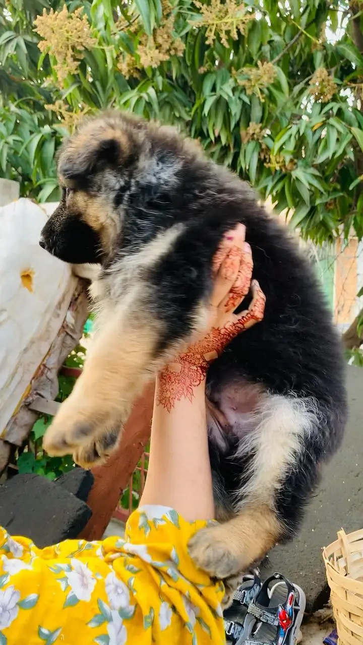 German shepherd Long Hair Puppy Available — photo 2