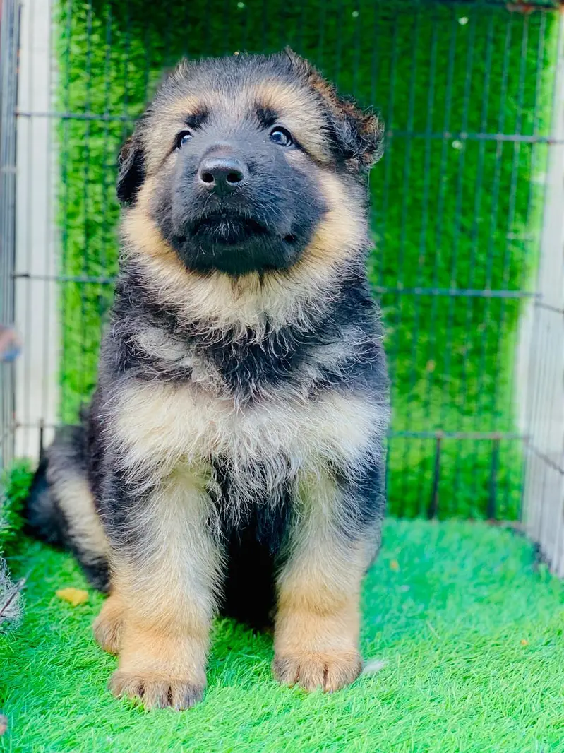 German shepherd Long Hair Puppy Available — photo 3