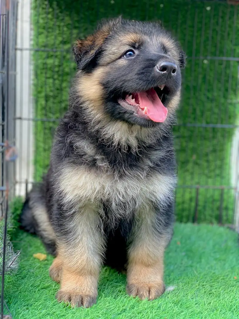 German shepherd Long Hair Puppy Available — photo 5