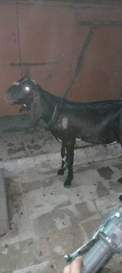 bakri or bakra