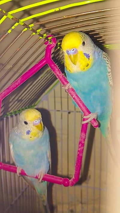urgent salee parots Australian