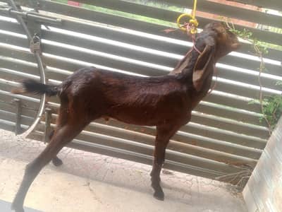 donda Bakra for sale in Rawalpindi