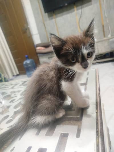 KITTEN 3 MONTHS OLD 3000 RUPEES ONLY WITH CAT FOOD
