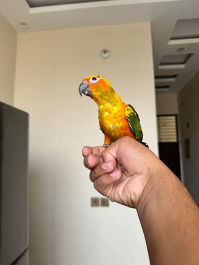 Sun Conure flight time