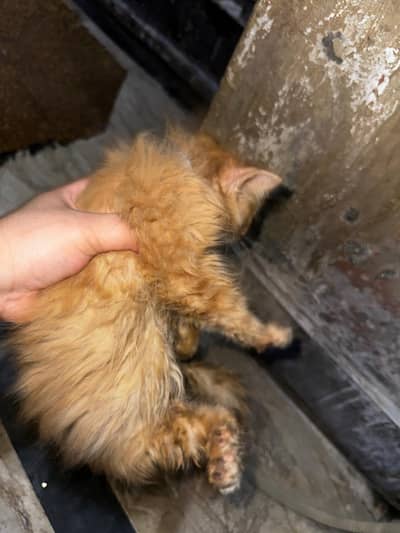 Persian kitten