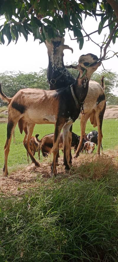 Pair Goat Male Female