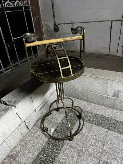 Grey parrot sitting stand