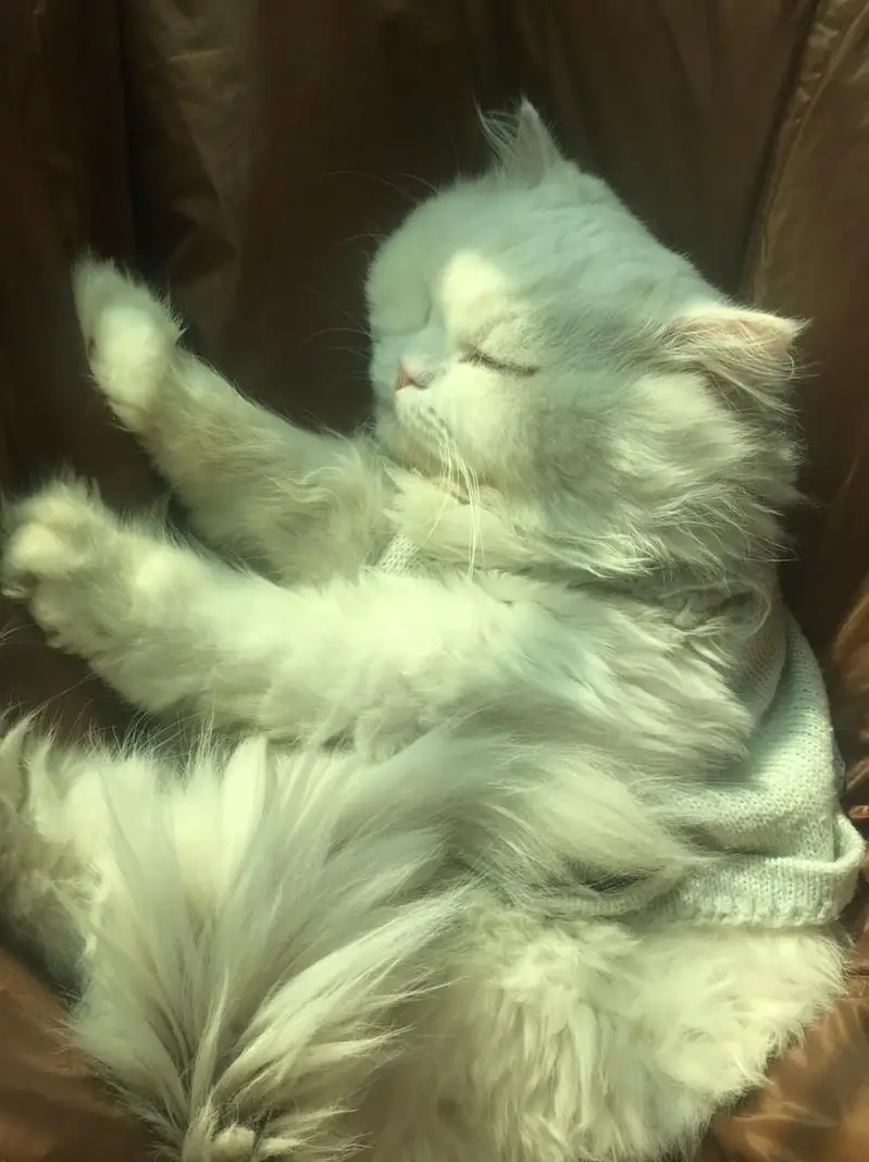 male breeder cat for sale