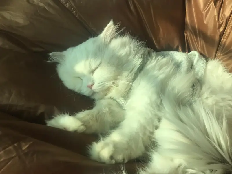 male breeder cat for sale — photo 2
