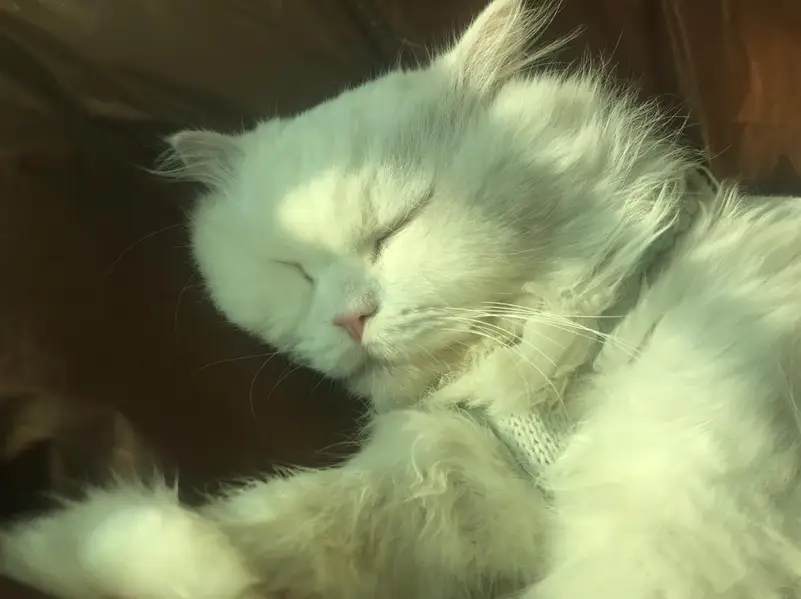 male breeder cat for sale — photo 3