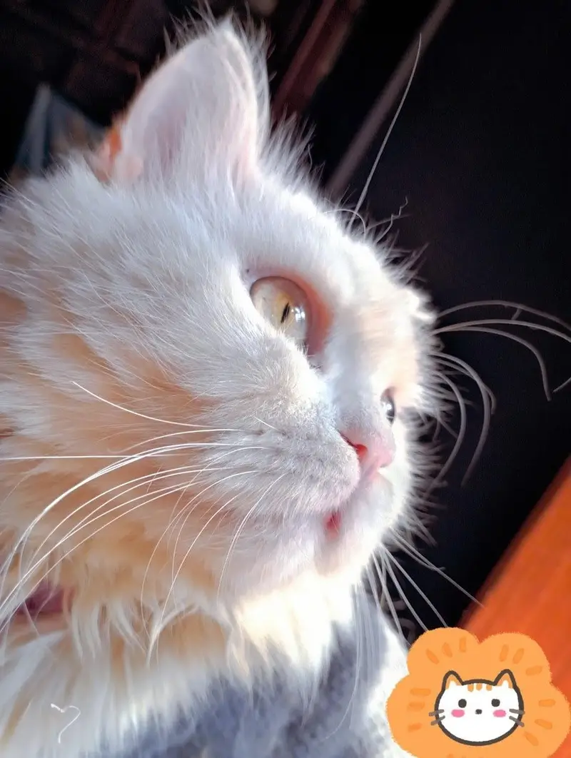 male breeder cat for sale — photo 4