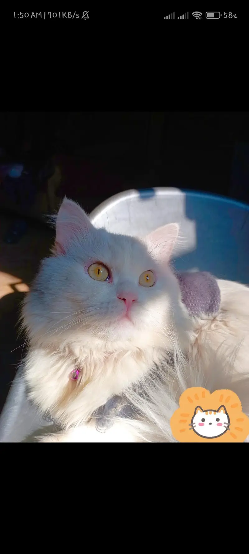 male breeder cat for sale — photo 5
