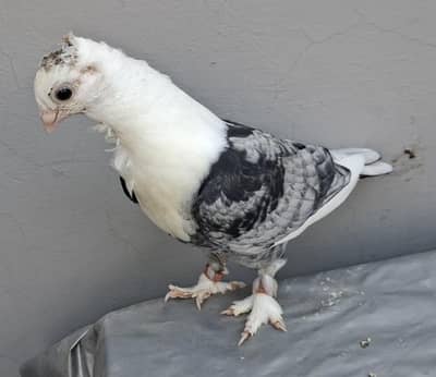 Sentinent Black Cherray Complete Self, Danish Chick for hand tamed