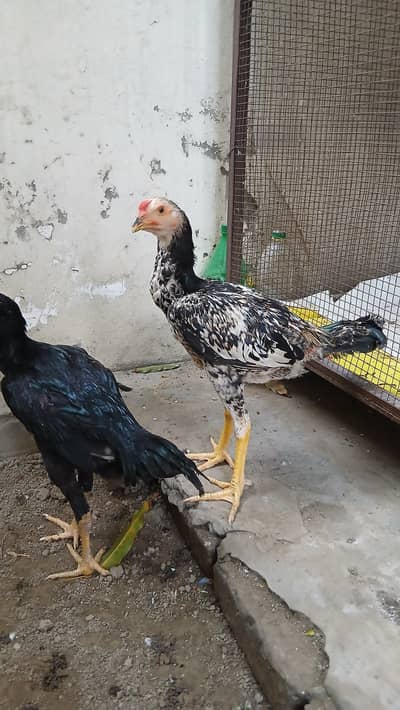 Shamoo pathia/ chicks