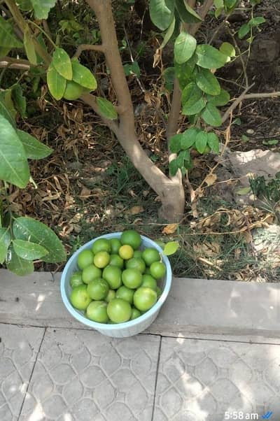 Desi lemons on sale