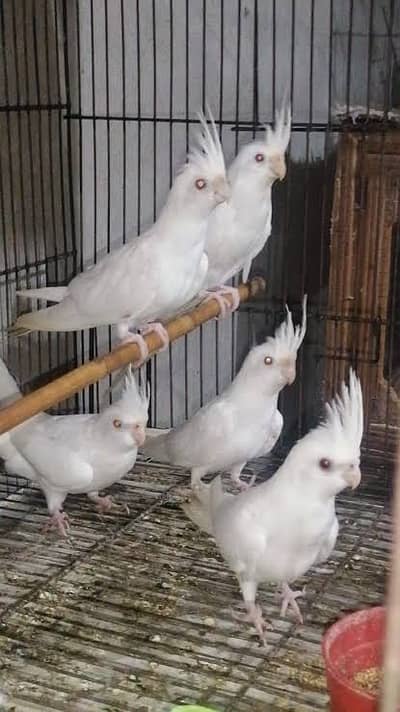Eno Cocktail white Red Eye 6k / Australian parrot 400 pr peace