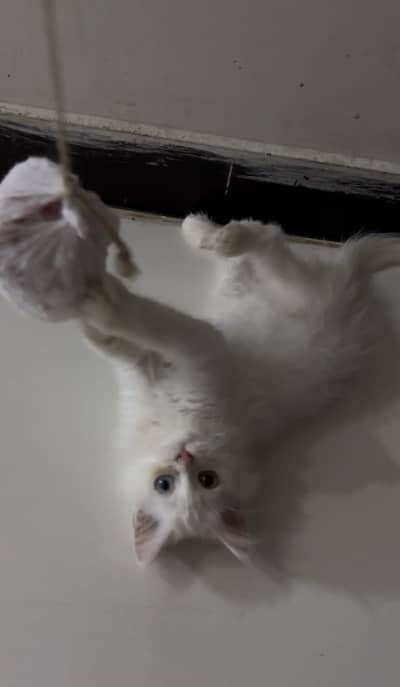 Kittens persian