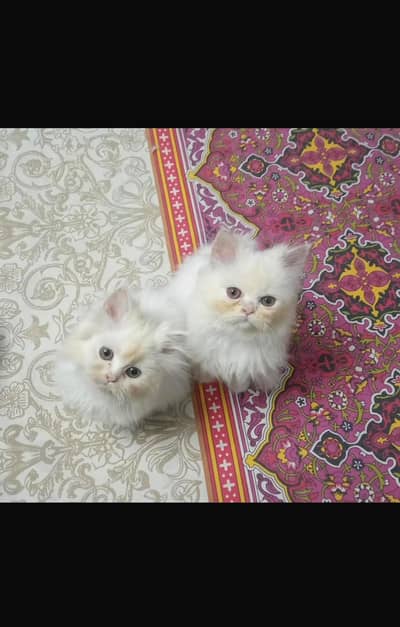 Persian kittens white color punch facetriple coat Whatsapp 03338203692