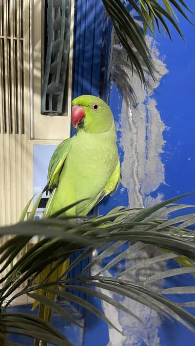 Green handtame parrot
