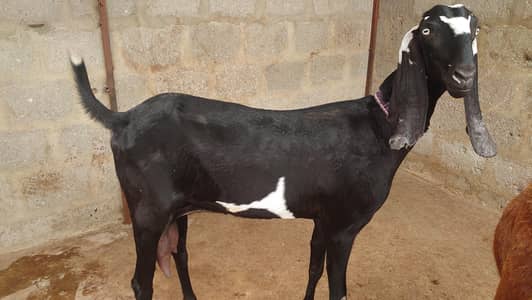 urgent sale beetal bakri