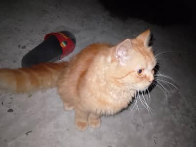 persian cat