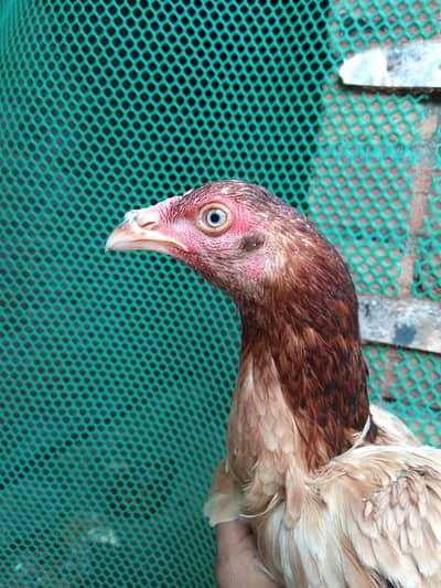 Quality Female with 3 Chicks